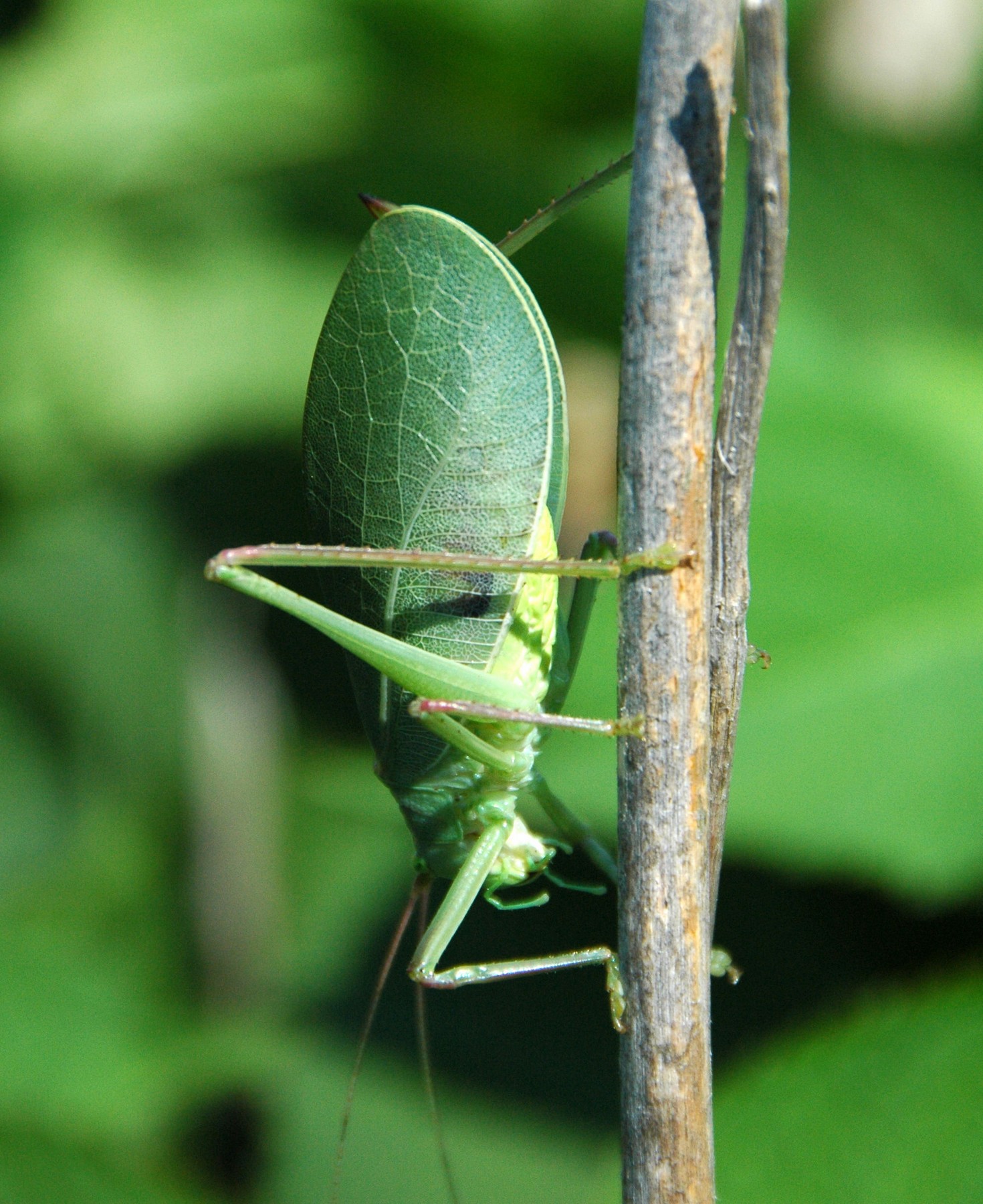 202208 common_true_katydid (Pterophylla_camellifolia) - Mammoth_Cave_National_Park,_KY wickipedia.jpg