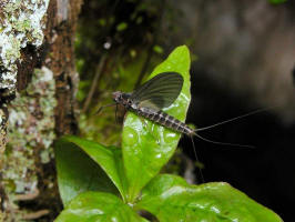 200205300702 Mayfly.jpg