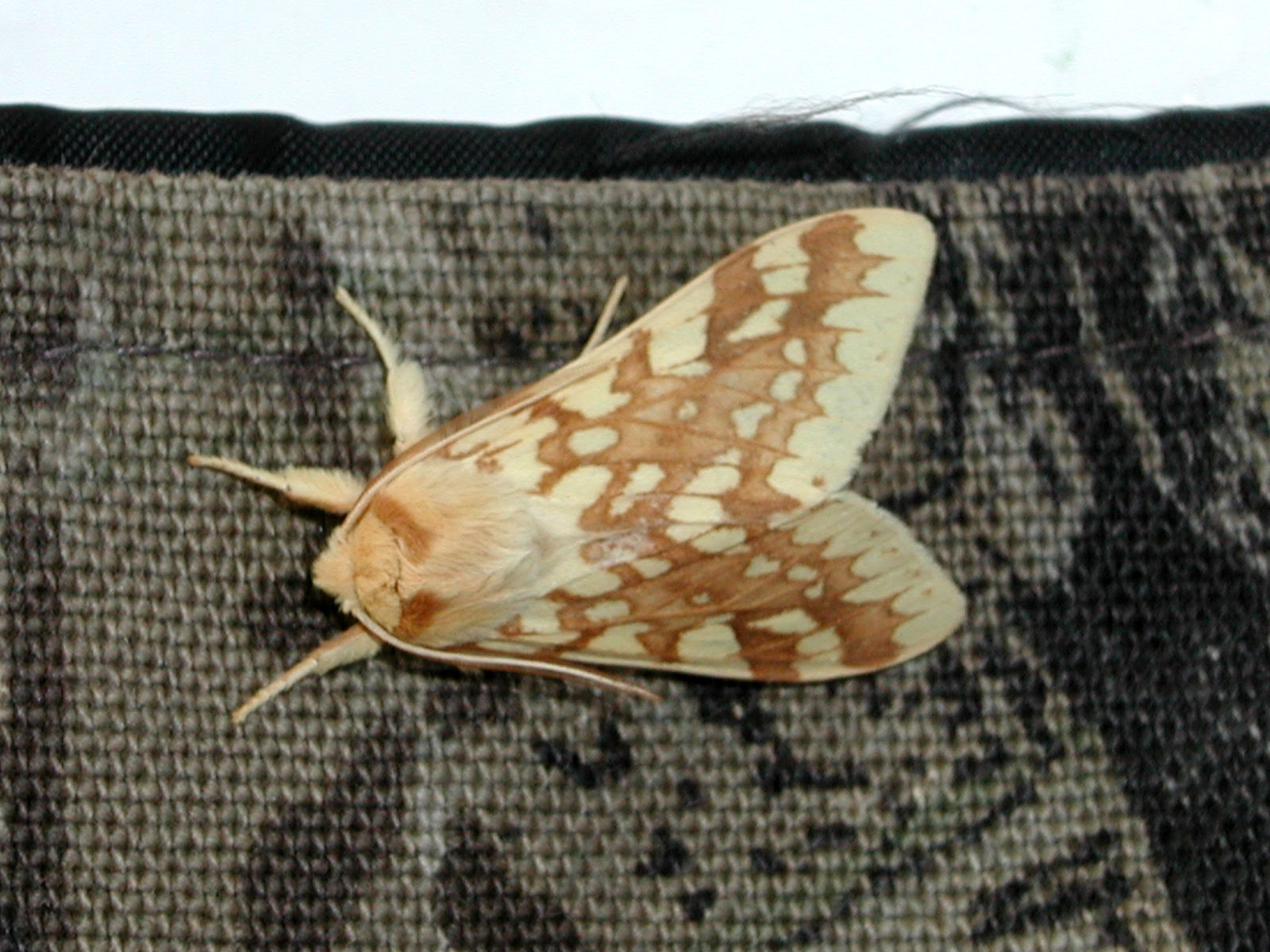 200207040015 Spotted Tussock Moth aka Yellow-Spotted Tiger Moth (Lophocampa maculata) Yellow & Brown Moth - Chi-Cheemaun Ferry.JPG