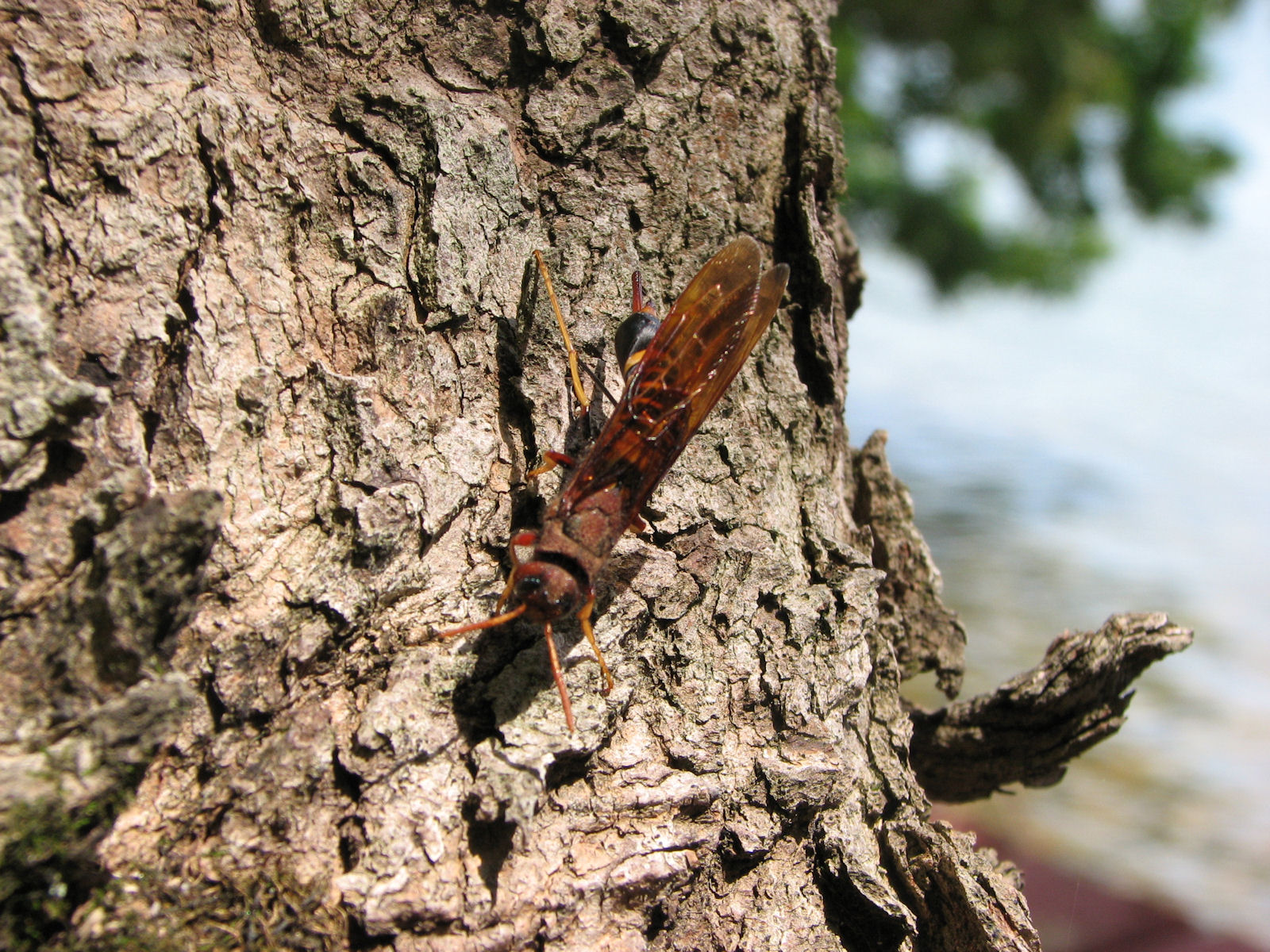 200807291339011 Pigeon Horntail (Tremex columba) - Manitoulin Island.JPG