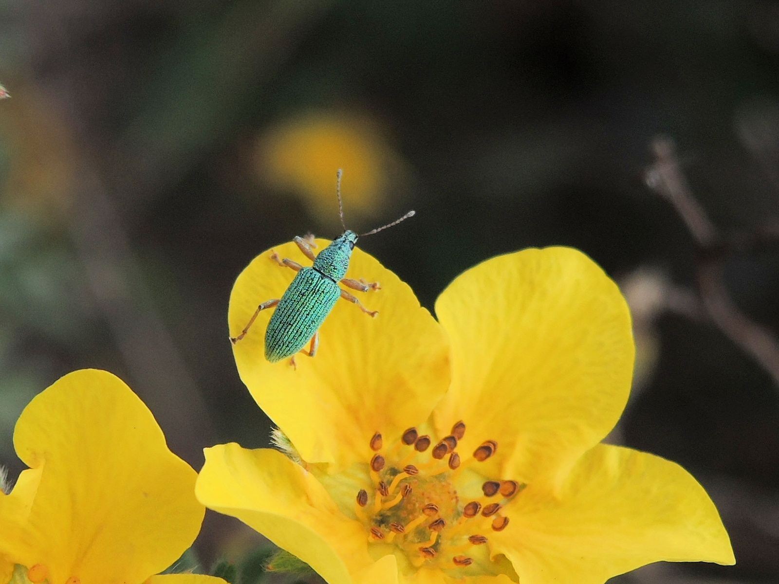 201408041247174 Snout and Bark Beetle (Polydrusus formosus) on Shrubby Potentilla (Dasiphora floribunda) - Manitoulin Island.JPG