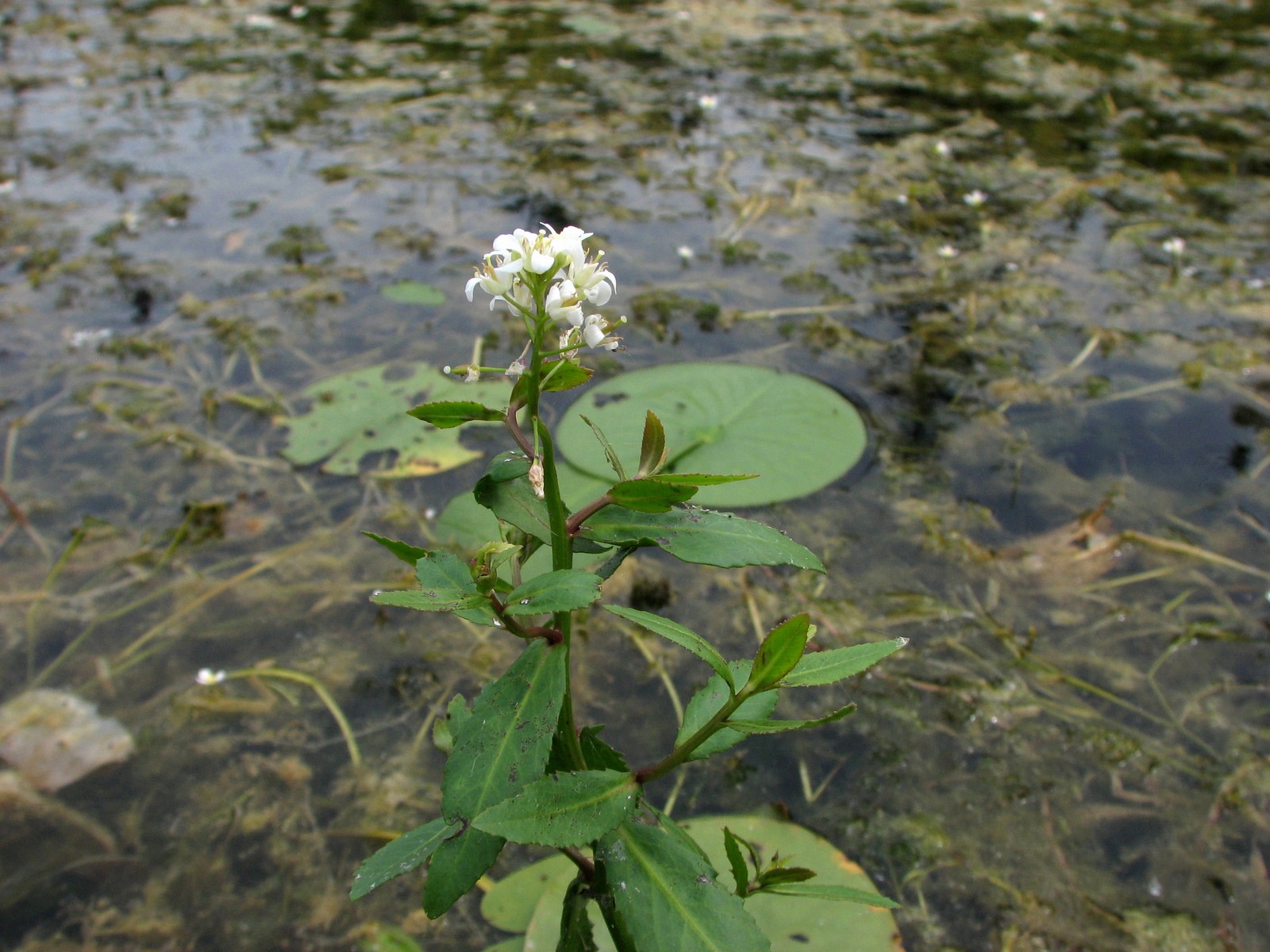 20070809121107 Lakecress (Neobeckia aquatica) aquatic with white flowersr - Mud Creek, Manitoulin Island.JPG
