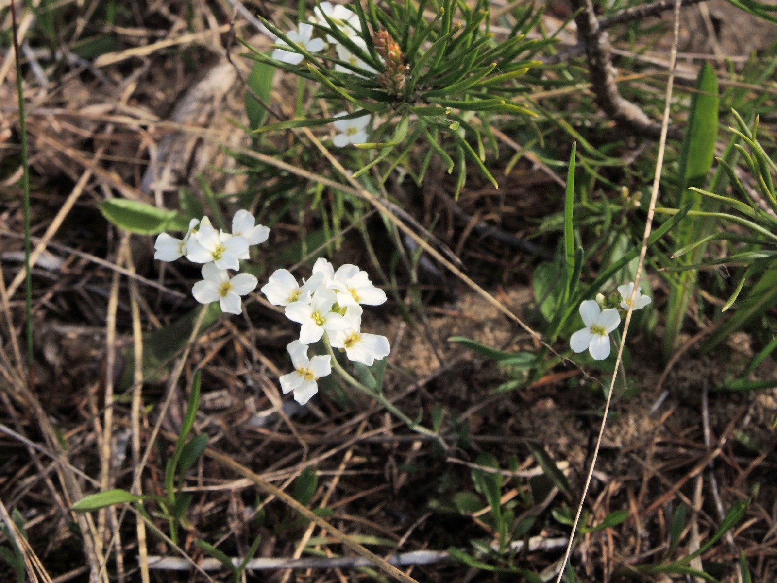 201405270941009 Lyre-leaved Rock Cress (Arabis lyrata) white flowers - Misery Bay NP, Manitoulin Island.JPG
