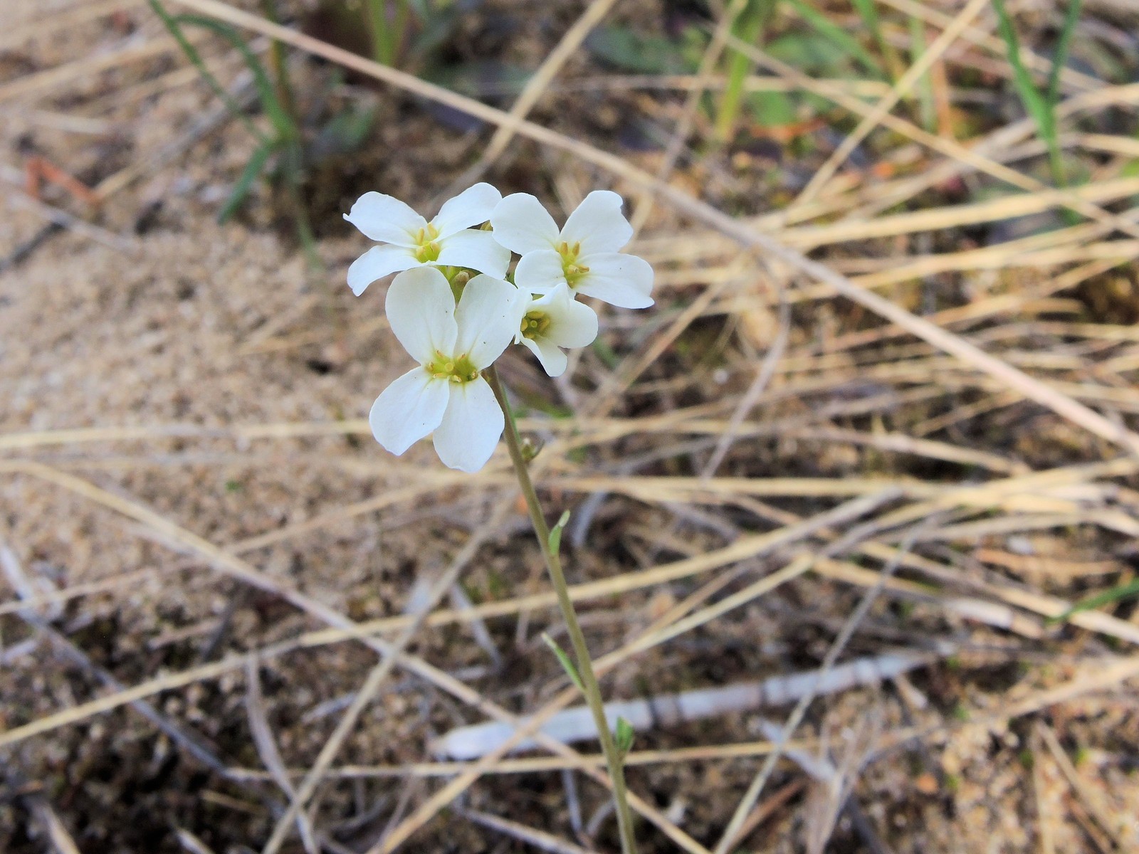 201405270942012 Lyre-leaved Rock Cress (Arabis lyrata) white flowers - Misery Bay NP, Manitoulin Island.JPG