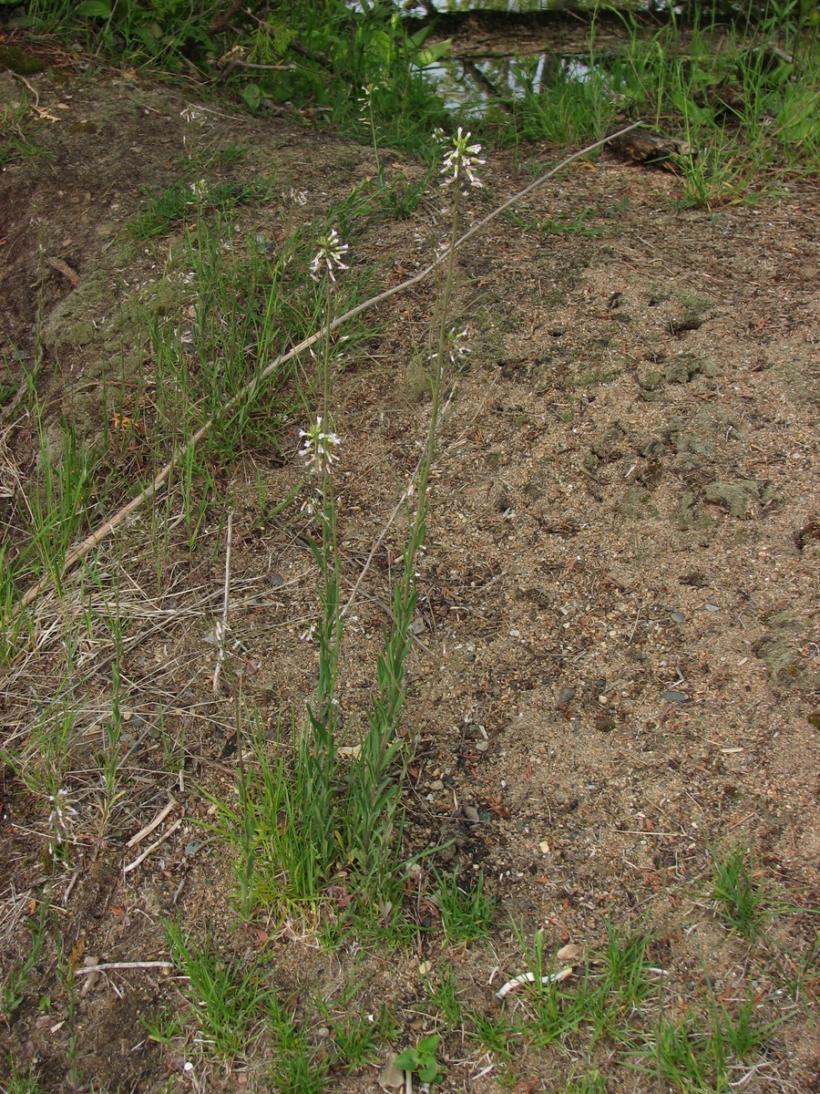 20070531163310 hairy Rockcress (Arabis hirsuta) - Lake Kagawong, Manitoulin.JPG