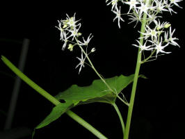 Wild Cucumber/200508189099 Wild Cucumber (Echinocystis lobata) - Oakland Co.jpg