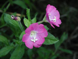 Hairy Willow-Herb/200308231335 Willow-Herb, hairy (Epilobium hirsulum) - Rochester.jpg