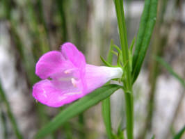 Small Roundstem False Foxglove/200508048726 Small Roundstem False Foxglove aka Gattinger's Gerardia (Agalinis gattingeri) - Misery Bay, Manitoulin.jpg