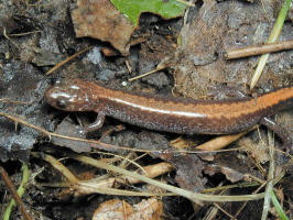 200109273216 Salamander - Manitoulin Island.jpg