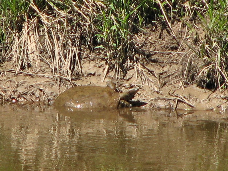 20070513134002 Spiny Soft-shell Turtle (Apalone spinifera) - Pine River, Midland Co.JPG