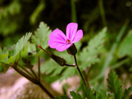 Herb Robert/200406171574 Herb Robert (Geranium robertianum) - Manitoulin.JPG