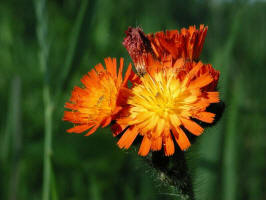 Orange Hawkweed/200306210555 Orange Hawkweed (Hieracium aurantiacum L.) - Mt Pleasant.jpg