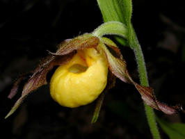 Ladyslipper_Yellow/200206010863 Yellow Lady's-Slipper - Manitoulin Island.jpg