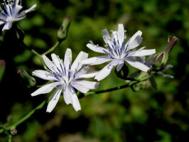 Blue Lettuce/200508289260 Tall Blue Lettuce (Lactuca floridana) - Point Pelee.jpg