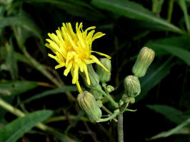 Canada Lettuce/200508299346 Canada Lettuce (Lactuca canadensis) - Oakland Co.jpg