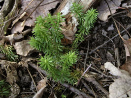 Common Hair Cap moss/200505215788 Common Hair Cap moss (Polytrichum commune) - Isabella Co.jpg