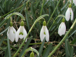 Snowdrops/20070323163330B Snowdrops (Galanthus L) white flowers.JPG