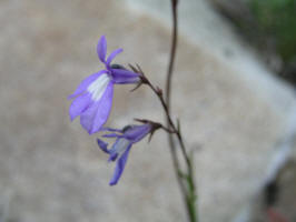 Brook Lobelia/200508048716 Brook Lobelia aka Kalm's Lobelia (Lobelia kalmii L.) - Misery Bay, Manitoulin.jpg