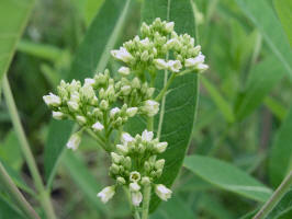 Indianhemp/200606081589 Indianhemp (Apocynum cannabinum) - Oakland Co.JPG