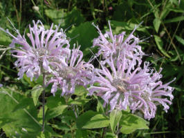 Bergamot/200208040428 wild Bergamot (Monarda fistulosa L.) - Manitoulin.JPG