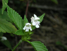 Thymeleaf Dragonhead/200307301089 Thymeleaf Dragonhead (Dracocephalum thymiflorum L) - Manitoulin Island.jpg