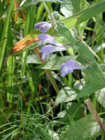 Marsh Skullcap/200207280145 Marsh Skullcap (Scutellaria galericulata L.) - Manitoulin.JPG