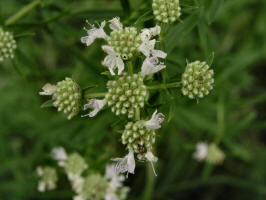 Mountain-mint/200508148947 Narrow-leaved Mountain-mint (Pycnanthemum tenuifolium) - Oakland Co.jpg