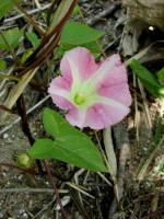 Field Bindweed/200206090977 Field Bindweed (Convolvulus arvensis) - Chematogan channel, Lake St. Clair.jpg