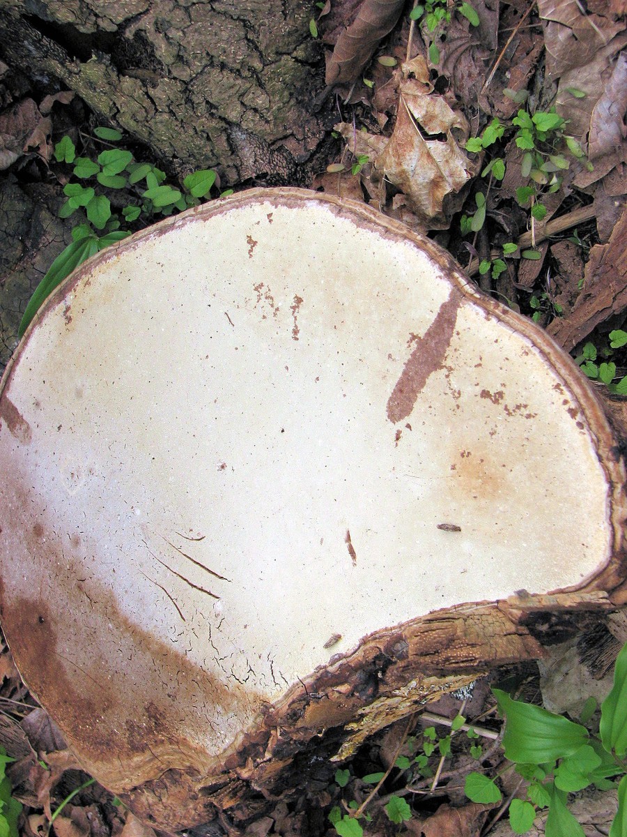 20070505124429 Artist's Conk (Ganoderma applanatum) bracket fungi - Oakland Co.JPG