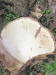 20070505124429 Artist's Conk (Ganoderma applanatum) bracket fungi - Oakland Co.JPG