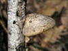 200504023993 Birch Polypore (Piptoporus betulinus) - Isabella Co.jpg
