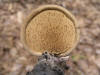 200504023998 Birch Polypore (Piptoporus betulinus) - Isabella Co.jpg