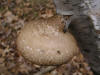 200511130624 Birch Polypore (Piptoporus betulinus) - Isabella Co.jpg