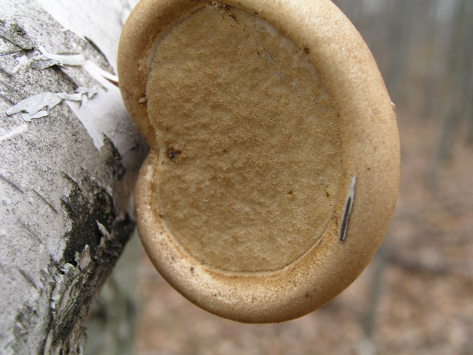 200511130625 Birch Polypore (Piptoporus betulinus) - Isabella Co.jpg