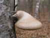 200511130626 Birch Polypore (Piptoporus betulinus) - Isabella Co.jpg