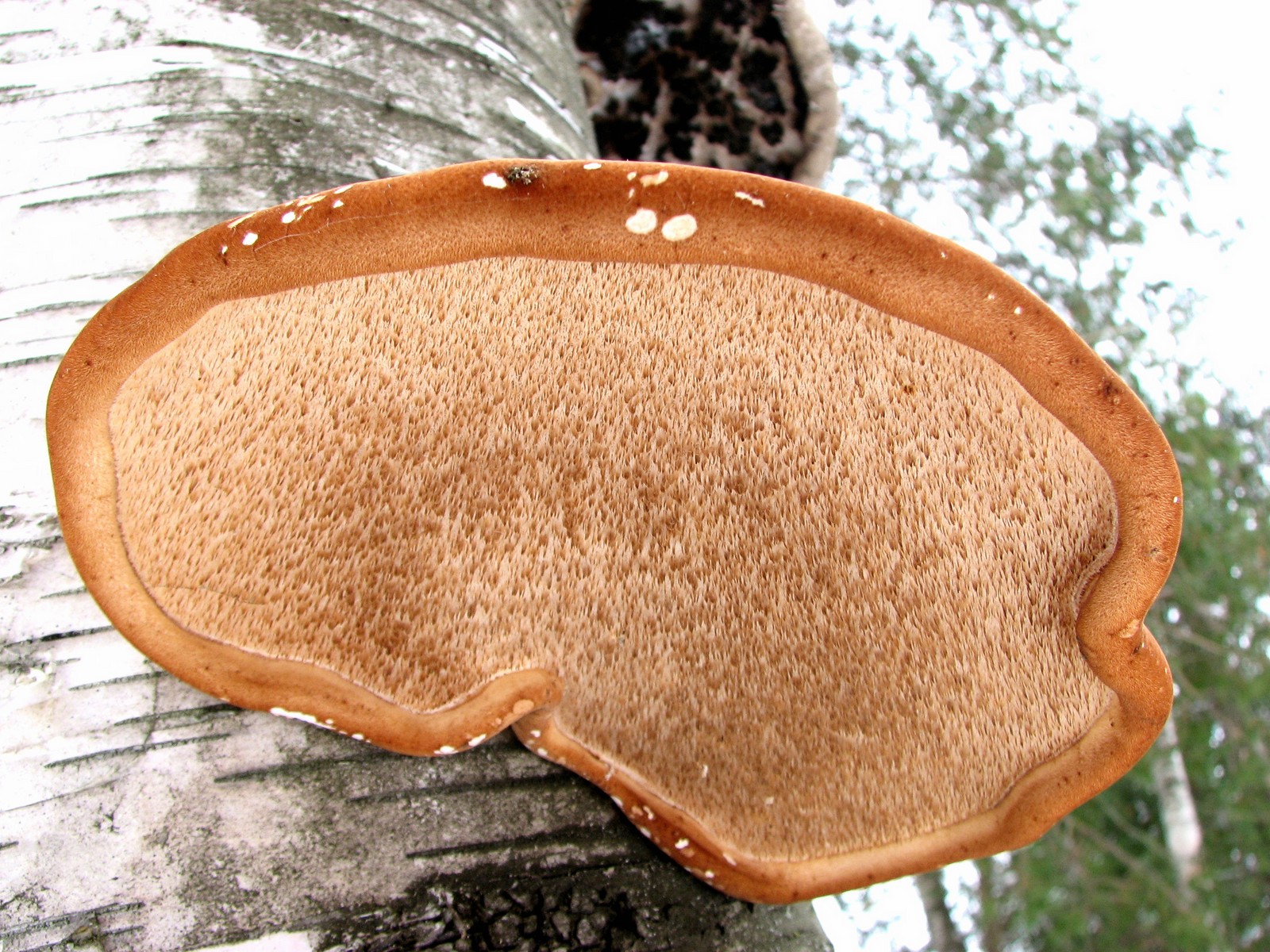 20081213114902 Birch Polypore (Piptoporus betulinus) - Isabella Co.JPG