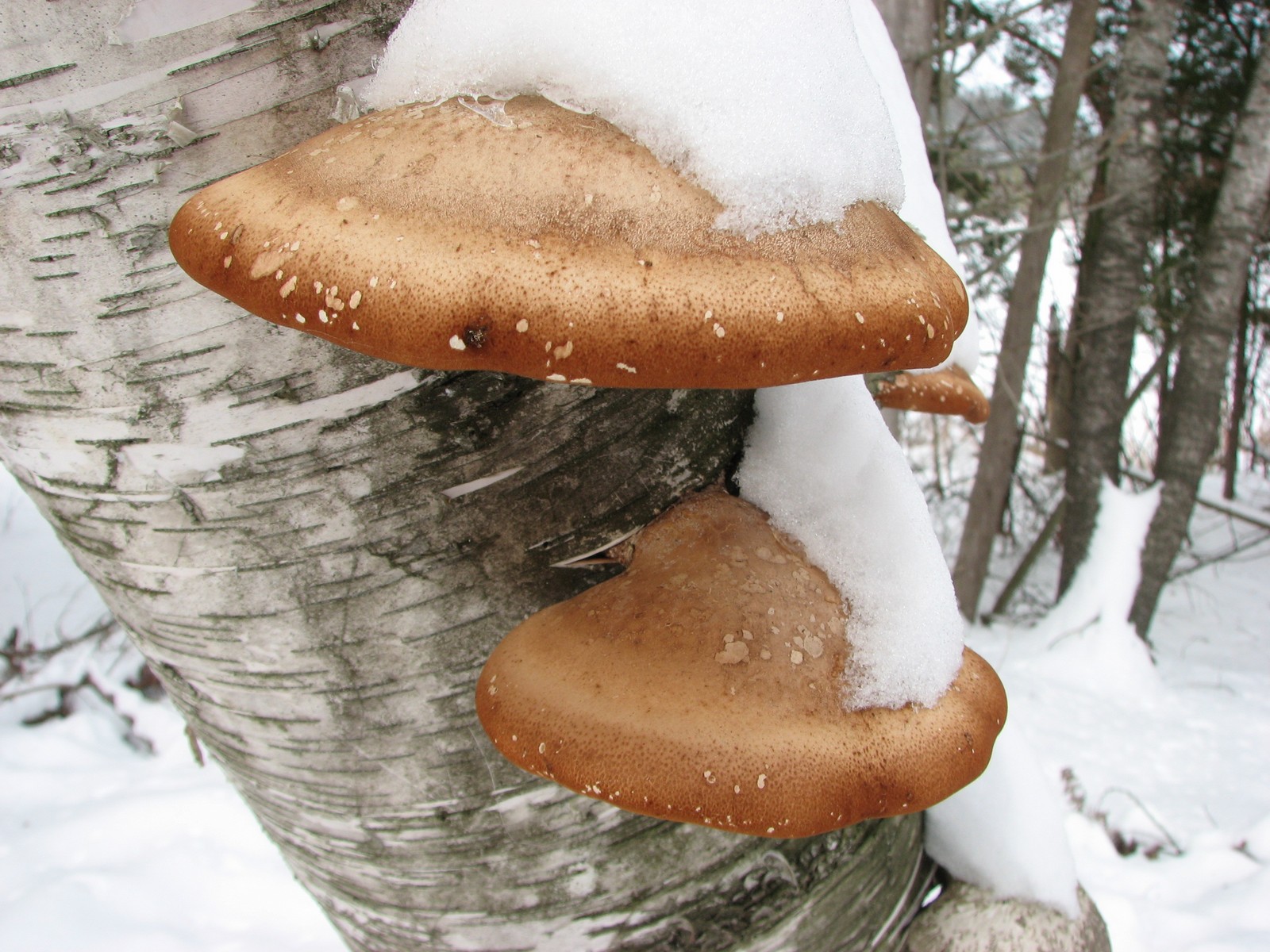 20081213115005 Birch Polypore (Piptoporus betulinus) - Isabella Co.JPG