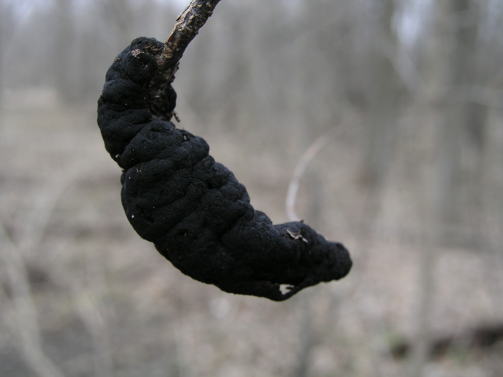 200603120056 Black Knot fungus (Dibotryon morbosum) - Clinton River, Oakland Co.JPG
