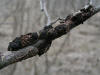 200603120059 Black Knot fungus (Dibotryon morbosum) - Clinton River, Oakland Co.JPG