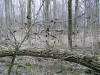 200603120078 Black Knot fungus (Dibotryon morbosum) - Clinton River, Oakland Co.JPG