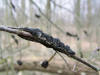 200603120081 Black Knot fungus (Dibotryon morbosum) - Clinton River, Oakland Co.JPG