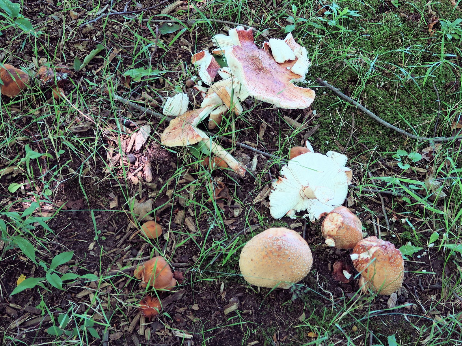 20170715124706002 Blusher Mushroom (Amanita rubescens) - Forest, ON.JPG