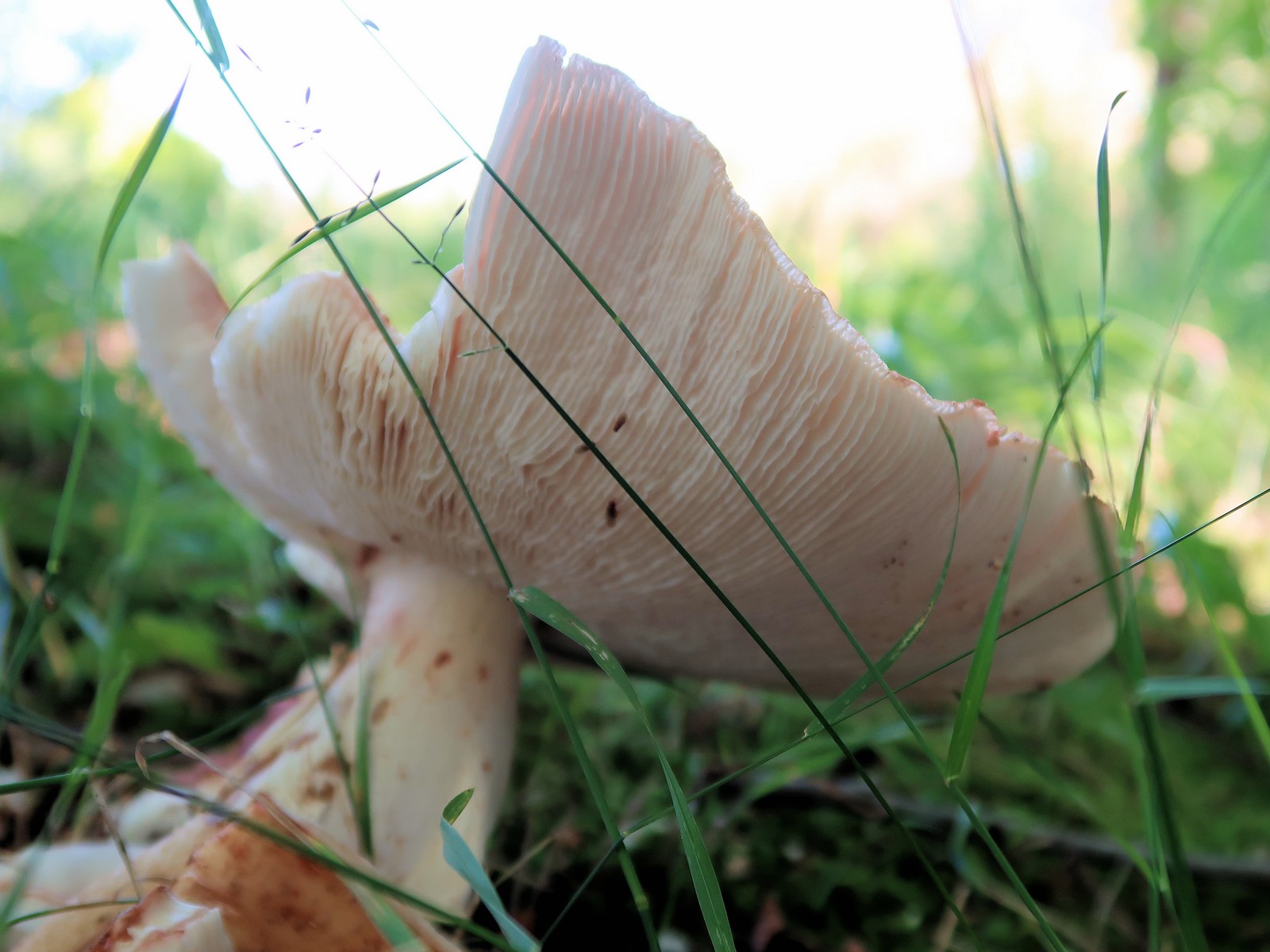 20170715124718004 Blusher Mushroom (Amanita rubescens) - Forest, ON.JPG