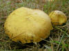 200509049410 Bolete Fungi (maybe Suillus placidus) - Manitoulin Island.jpg