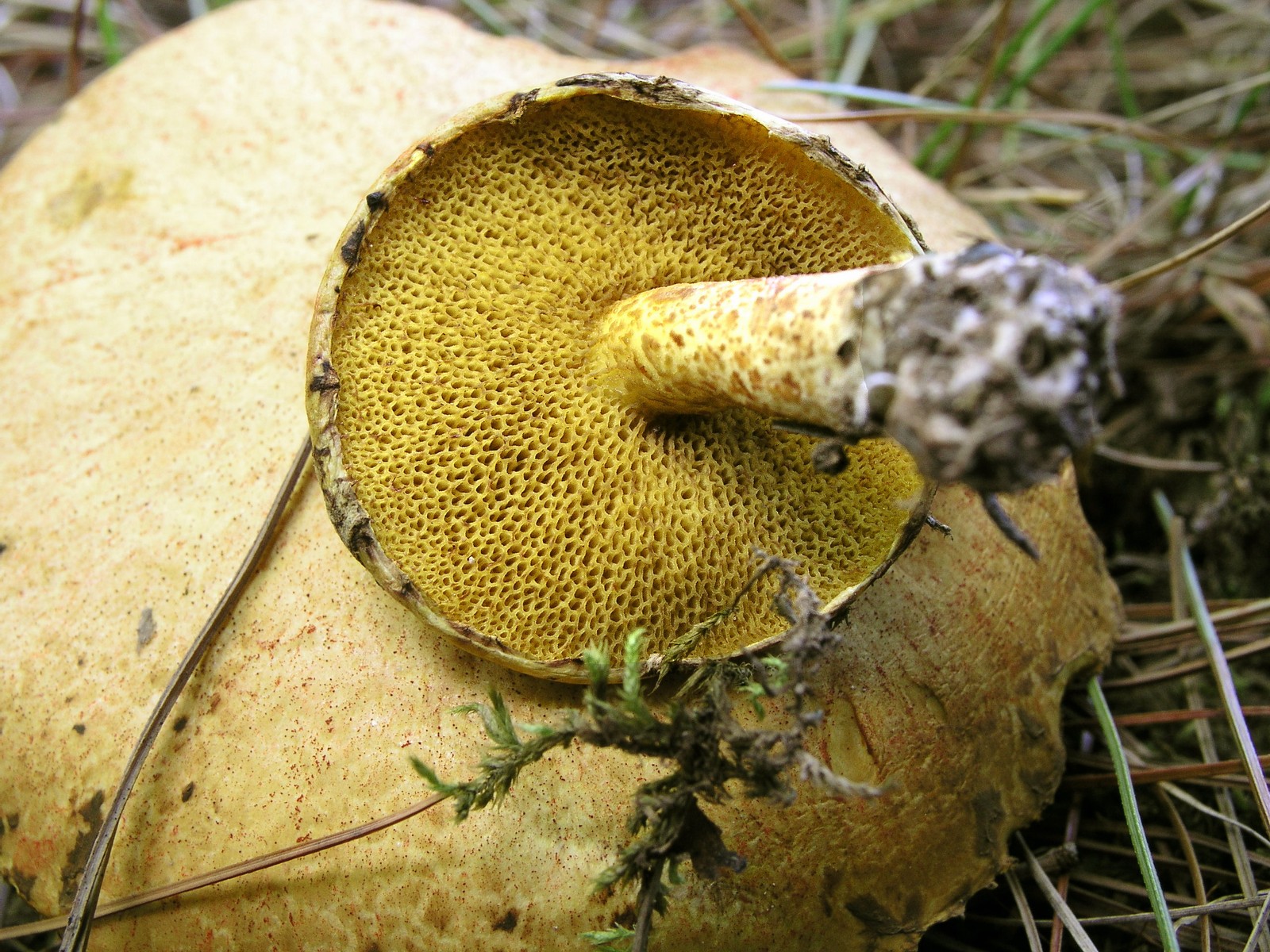 200509049413 Bolete Fungi (maybe Suillus placidus) - Manitoulin Island.jpg