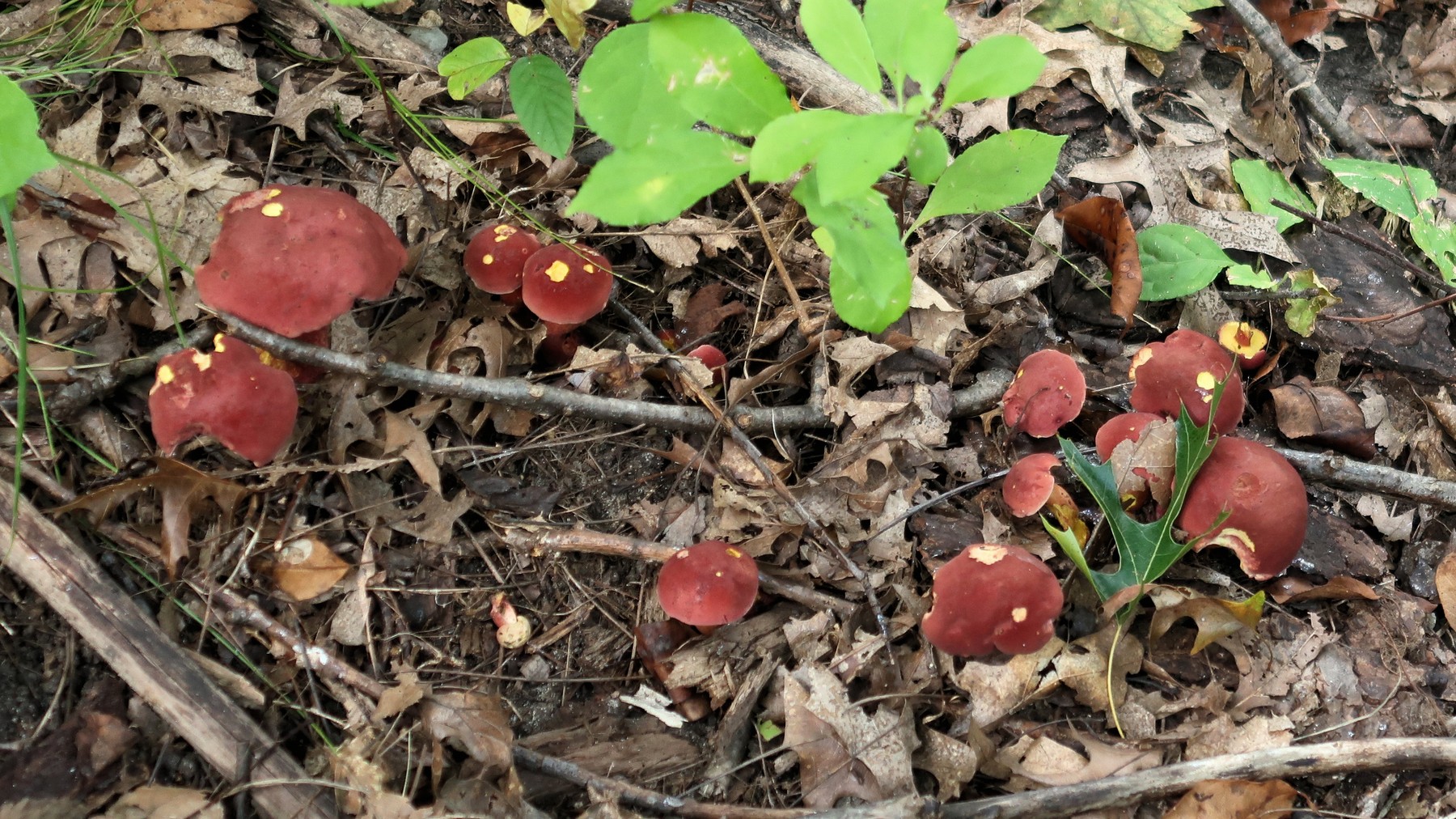 201909231250019 Two-colored Bolete (Baorangia bicolor) mushroom, Bald Mountain RA, Oakland Co, MI.JPG