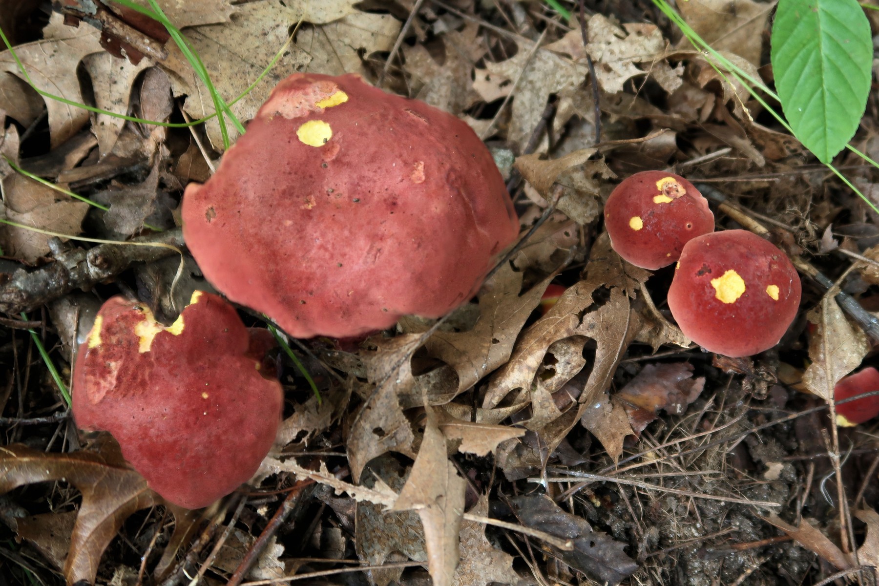 201909231250022 Two-colored Bolete (Baorangia bicolor) mushroom, Bald Mountain RA, Oakland Co, MI.JPG