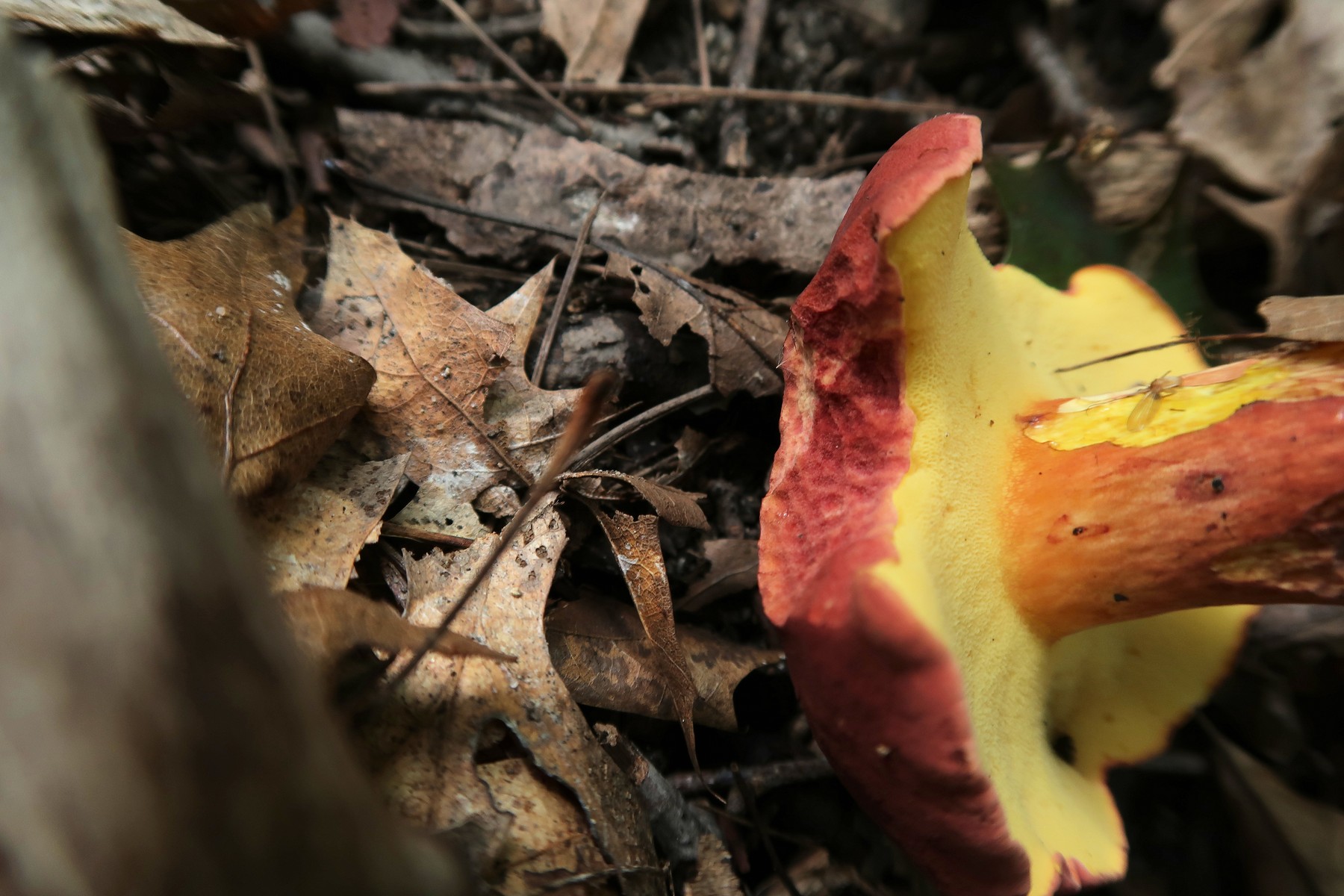 201909231251035 Two-colored Bolete (Baorangia bicolor) mushroom, Bald Mountain RA, Oakland Co, MI.JPG