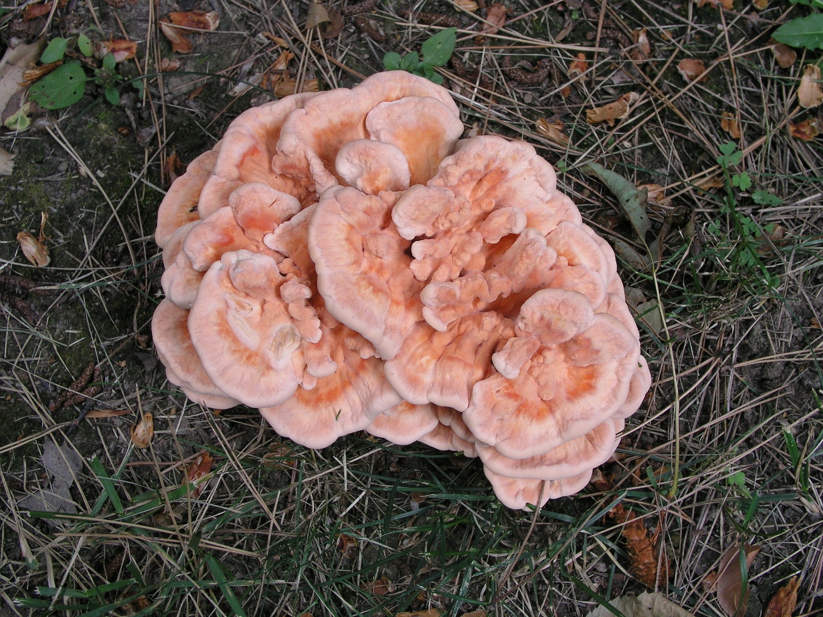 200608172727 large pink mushroom - Oakland Co.JPG