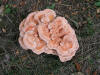 200608172727 large pink mushroom - Oakland Co.JPG